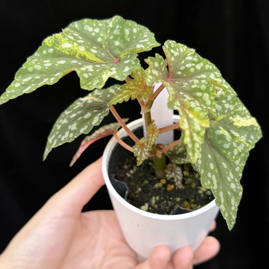 【一点もの】ベゴニア 出雲の煌星 斑入り Izumo no Kiraboshi variegated 希少 激レア 21