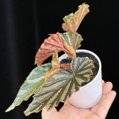 【一点もの】ベゴニア イリアンジャヤ Begonia sp.Irian jaya
