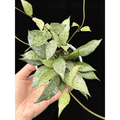【一点もの】Hoya lacunosa moon shine ホヤ ラクノーサ ムーンシャイン 希少 レア