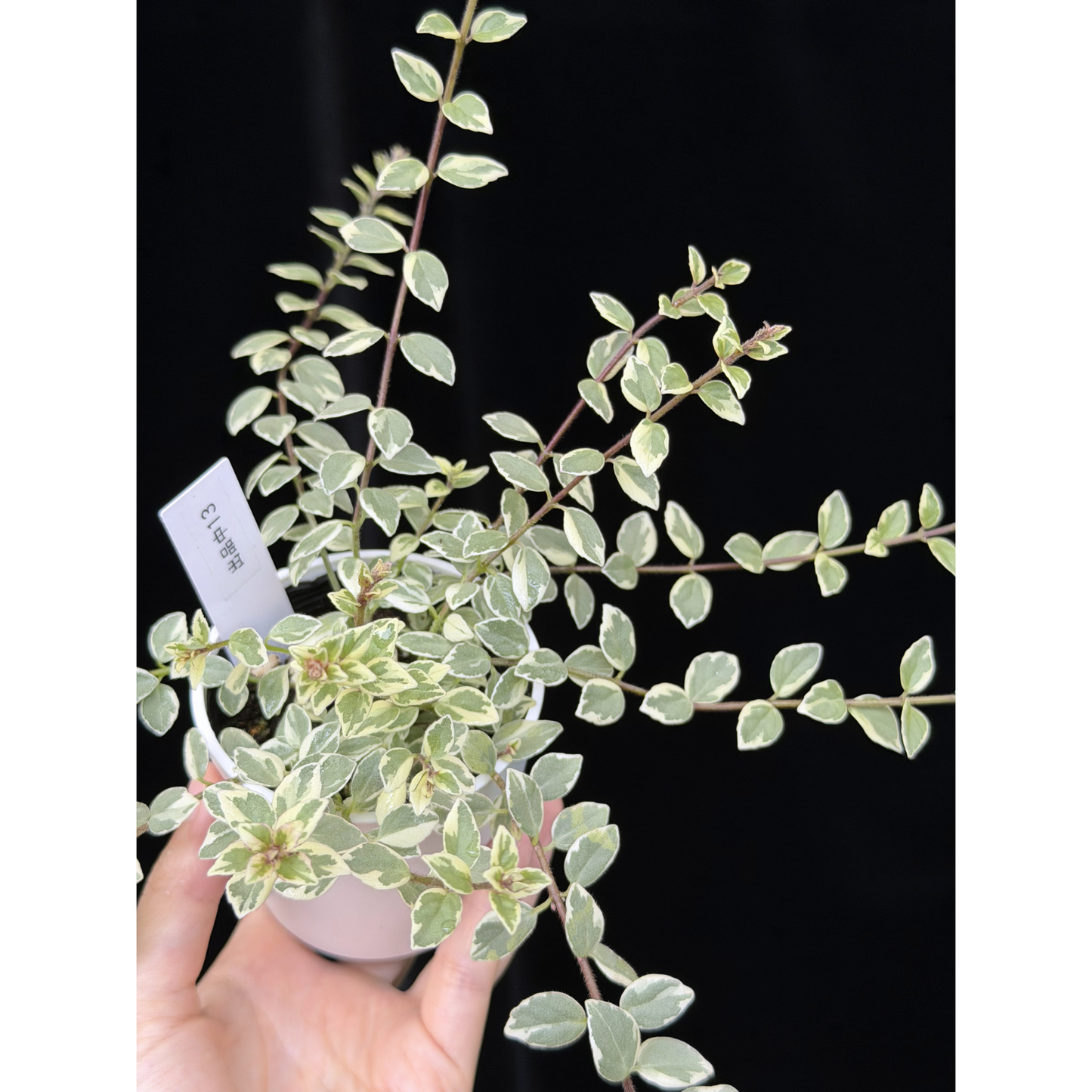 【一点もの】コルムネア ミクロフィラ 斑入り 希少 レア 13