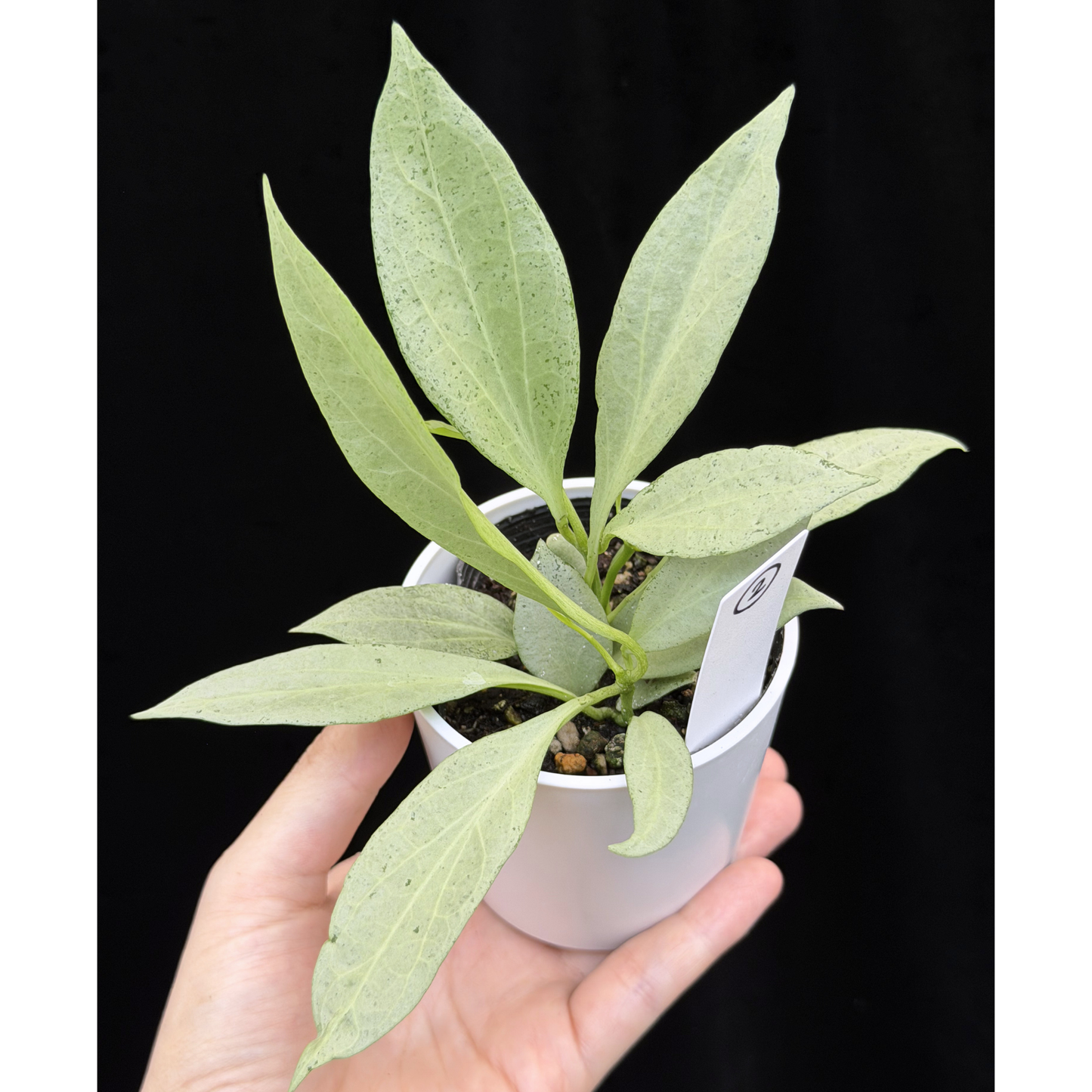 【一点もの】ホヤ・ニューギニアゴースト Hoya carnosa 'New Guinea Ghost' 【1〜2から株を選ぶ】