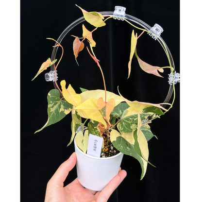【一点もの販売】ファロピア マルチフローラ 斑入り クリア支柱Mサイズ仕立て Fallopia multiflora 'Variegata'　19