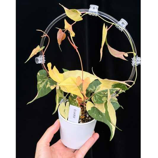 【一点もの販売】ファロピア マルチフローラ 斑入り クリア支柱Mサイズ仕立て Fallopia multiflora 'Variegata'　19