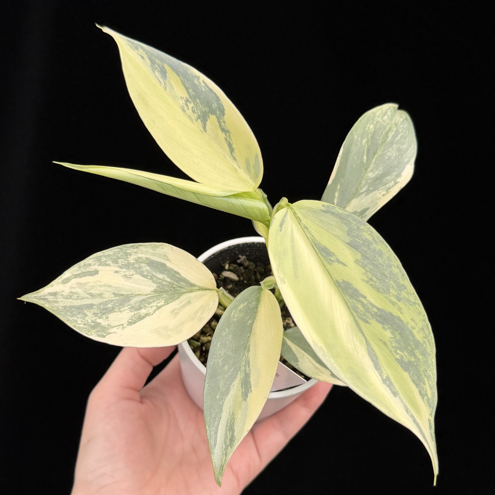 一点もの】Philodendron Silver Sword Variegata フィロデンドロン 一点もの】Philodendron Silver Sword Variegata フィロデンドロン