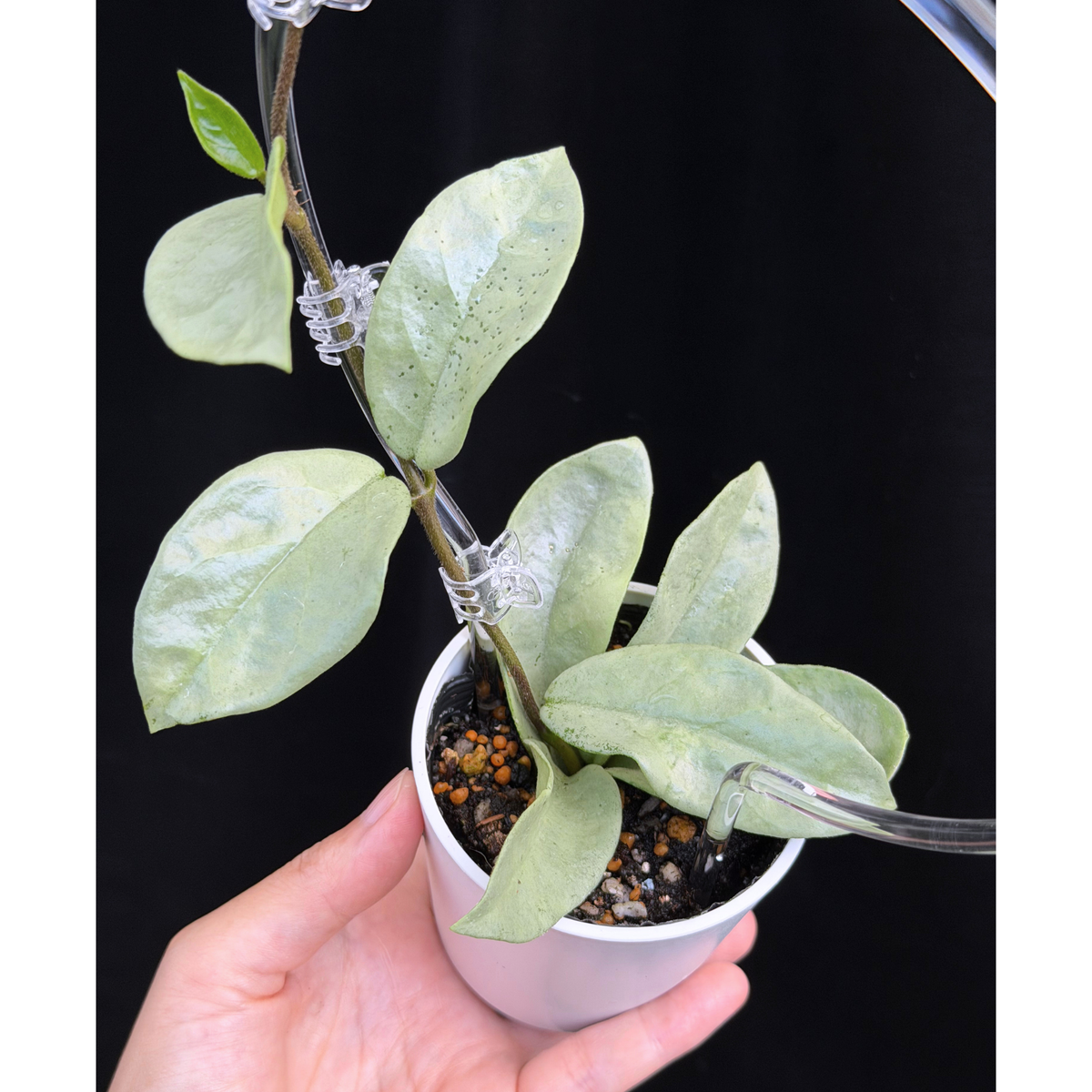 【一点もの】ホヤ・アルゲンティア・プリンセス ※白斑の消えたフルシルバー Hoya carnosa 'Argentea Princess'  希少 レア