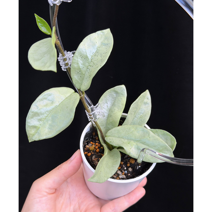 【一点もの】ホヤ・アルゲンティア・プリンセス ※白斑の消えたフルシルバー Hoya carnosa 'Argentea Princess'  希少 レア