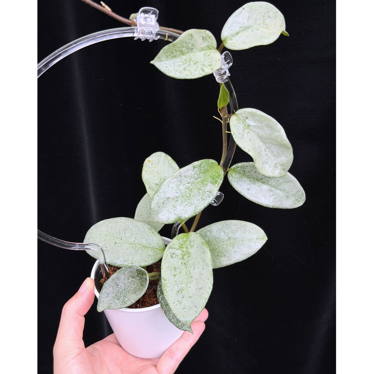 【一点もの】Hoya Carnosa Nova Ghost ホヤ カルノーサ ノバ ゴースト クリア支柱Mサイズ仕立て