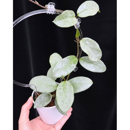 【一点もの】Hoya Carnosa Nova Ghost ホヤ カルノーサ ノバ ゴースト クリア支柱Mサイズ仕立て