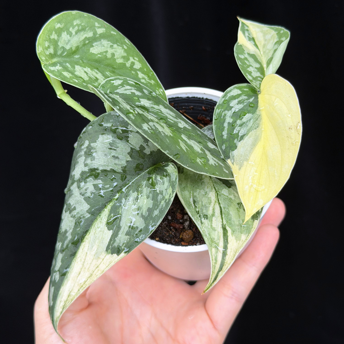 【一点もの】スキンダプサス ピクタス マヤリ Scindapsus Pictus variegata “ｍayari “