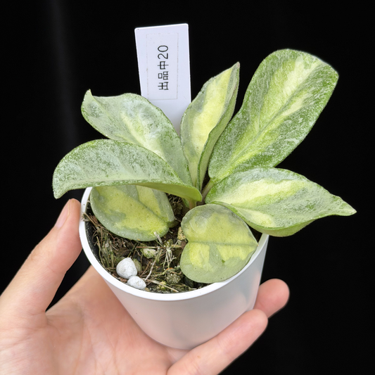 【一点もの】ホヤ・アルゲンティア・プリンセス Hoya carnosa 'Argentea Princess'  希少 レア 20