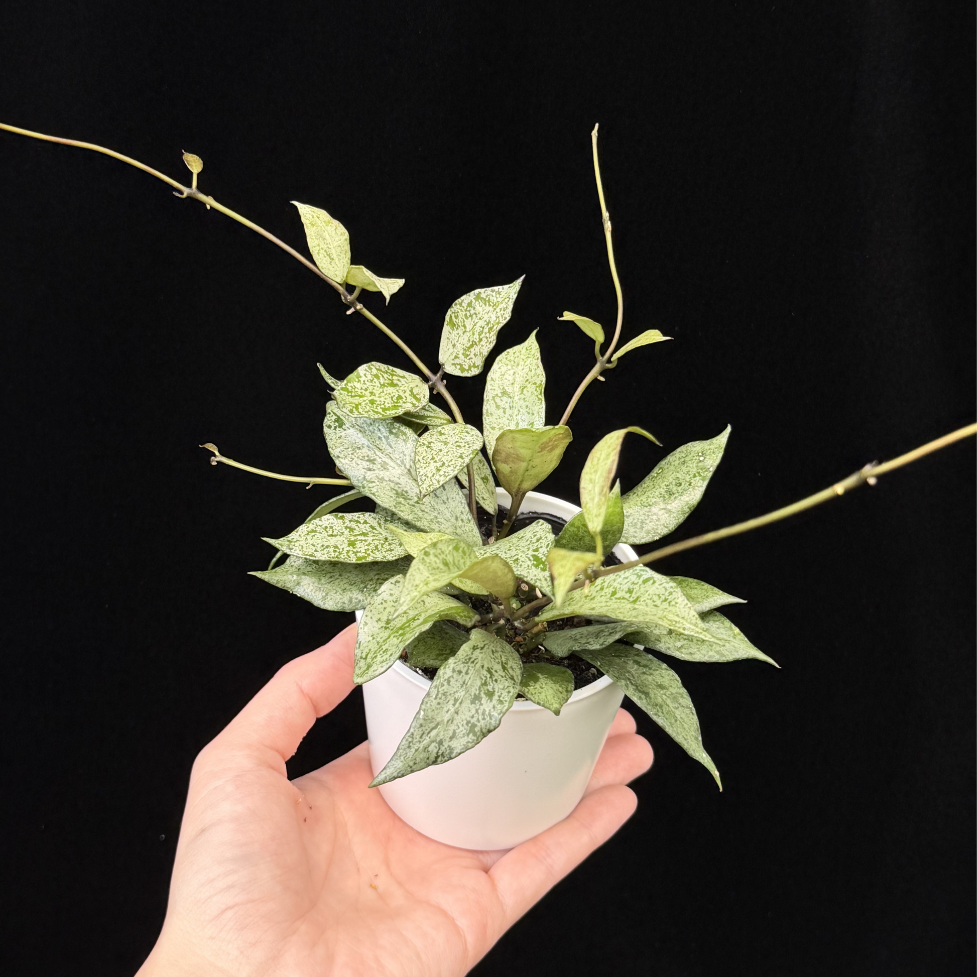 一点もの】Hoya lacunosa moon shine ホヤ ラクノーサ ムーンシャイン