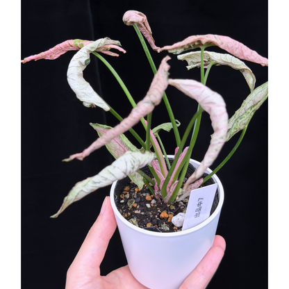 【一点もの】シンゴニウム ピンクローリー Syngonium Pink Rolli 7