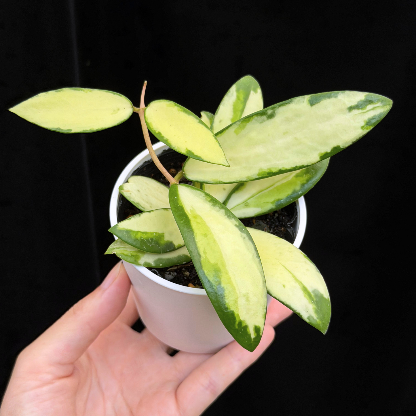 【一点もの】hoya acuta variegata ホヤ アクター 斑入り