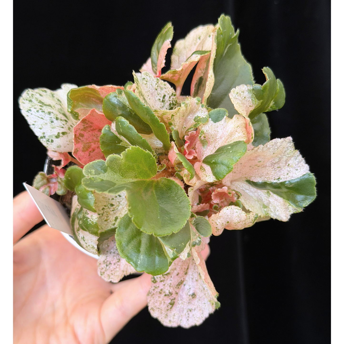 【一点もの】ベゴニア ククラータ ピンク斑入り begonia cucullata Pink variegated 希少 レア 10