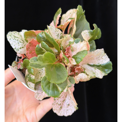 【一点もの】ベゴニア ククラータ ピンク斑入り begonia cucullata Pink variegated 希少 レア 10