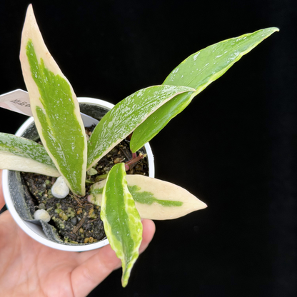 【一点もの】ホヤ プビカリクス ピンクシルバー アルボマギナータ スプラッシュ Hoya Pubicalyx pink silver albomarginata splash 希少 レア 4