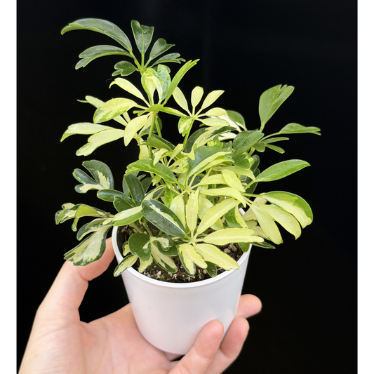 新商品 – inakougei