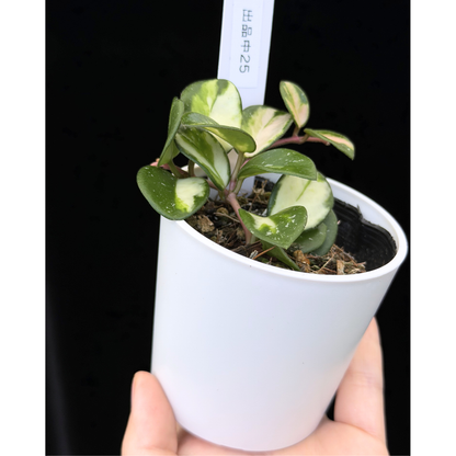 【一点もの】ホヤ マチルダ 内斑入り Hoya mathilde inner variegated 希少 レア 25