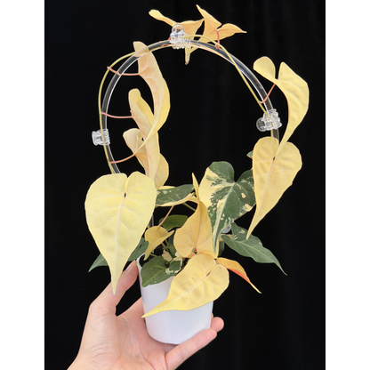 【一点もの販売】ファロピア マルチフローラ 斑入り クリア支柱Mサイズ仕立て Fallopia multiflora 'Variegata'