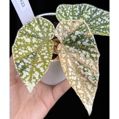 【一点もの】ベゴニア スノーキャップド ピンク斑入り Begonia Snow Capped variegata 23