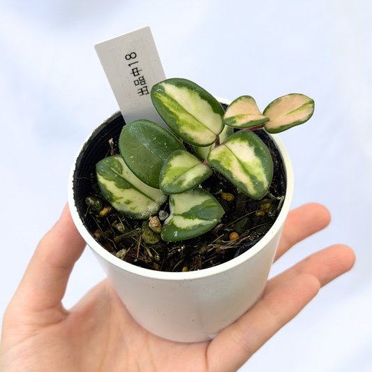 【一点もの】ホヤ マチルダ 内斑入り Hoya mathilde inner variegated 希少 レア