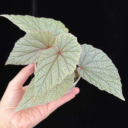 【一点もの】ベゴニア シンバッド Begonia Sinbad