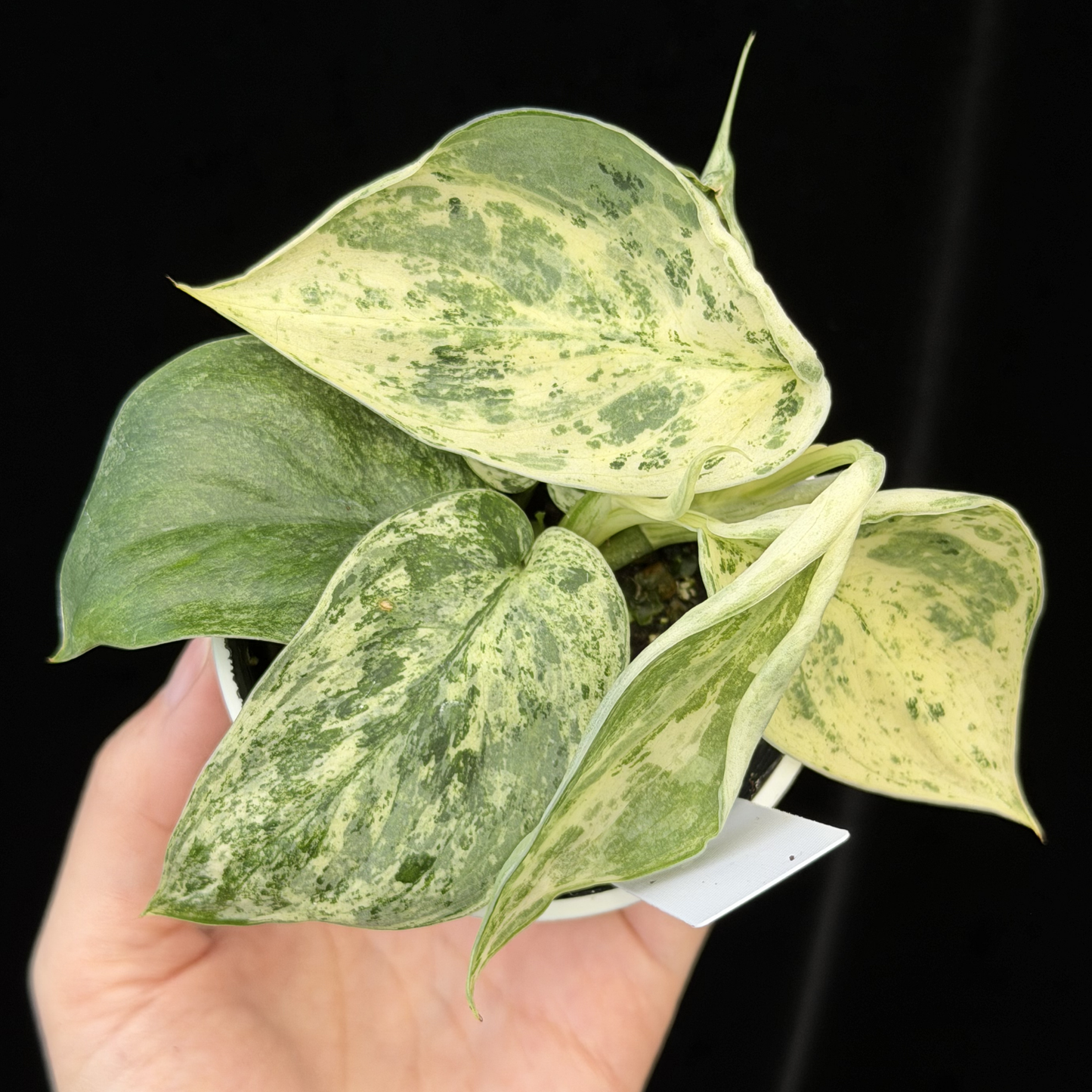 【一点もの】スキンダプサス ジェイドサテン マーブルクイーン Scindapsus Jade Satin Marble Queen