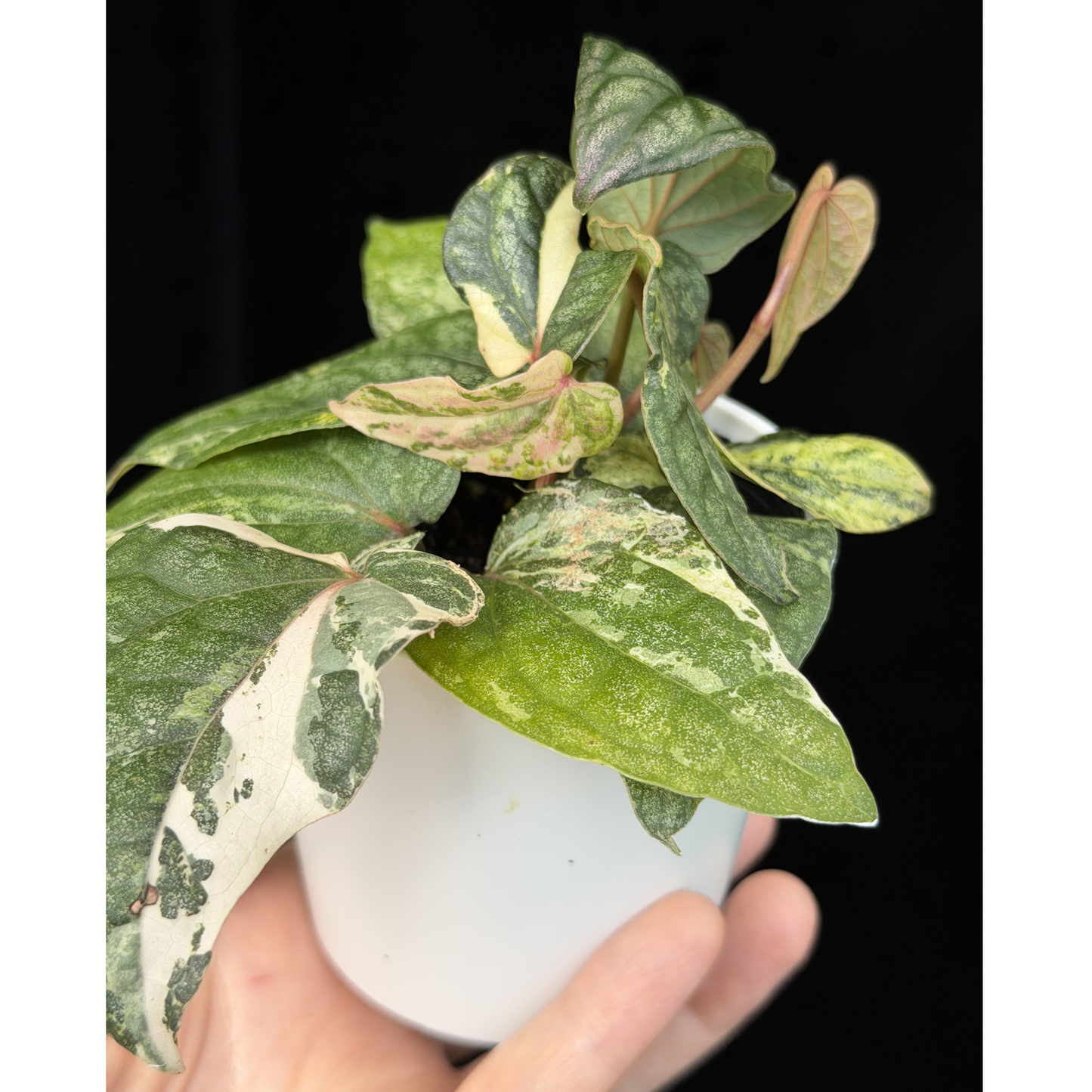 【一点もの】Piper sylvaticum variegated  ピペル シルバティクム斑入り
