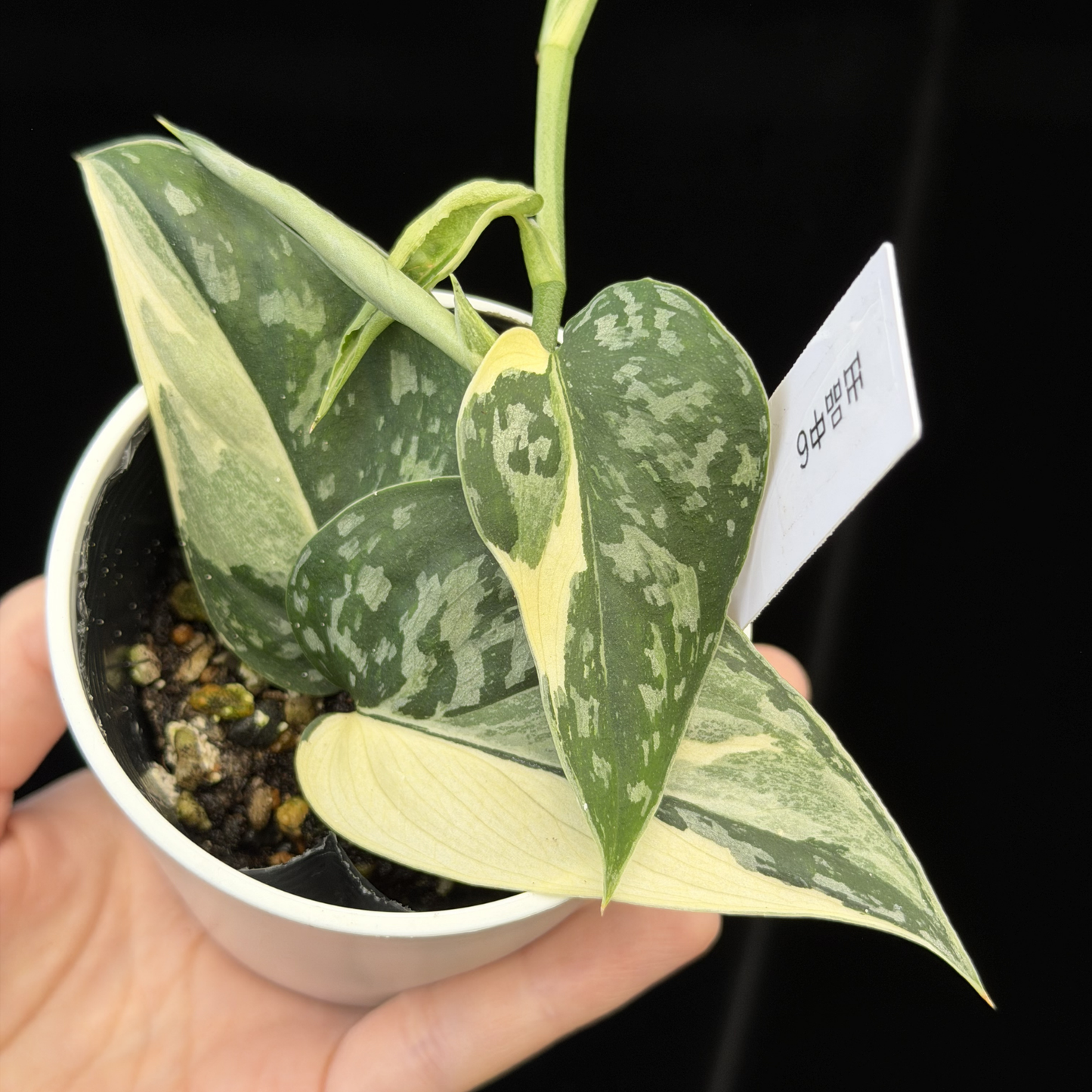 【一点もの】スキンダプサス ピクタス マヤリ Scindapsus Pictus variegata “Mayari “