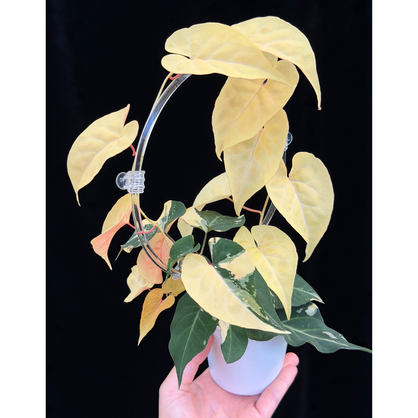 【一点もの販売】ファロピア マルチフローラ 斑入り クリア支柱Mサイズ仕立て Fallopia multiflora 'Variegata'
