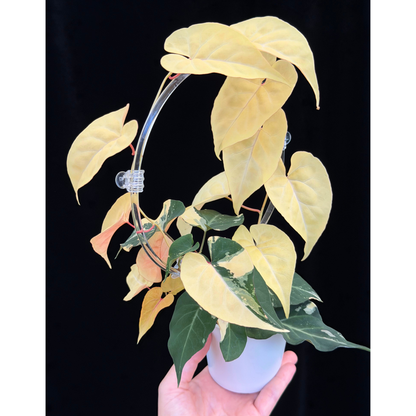 【一点もの販売】ファロピア マルチフローラ 斑入り クリア支柱Mサイズ仕立て Fallopia multiflora 'Variegata'