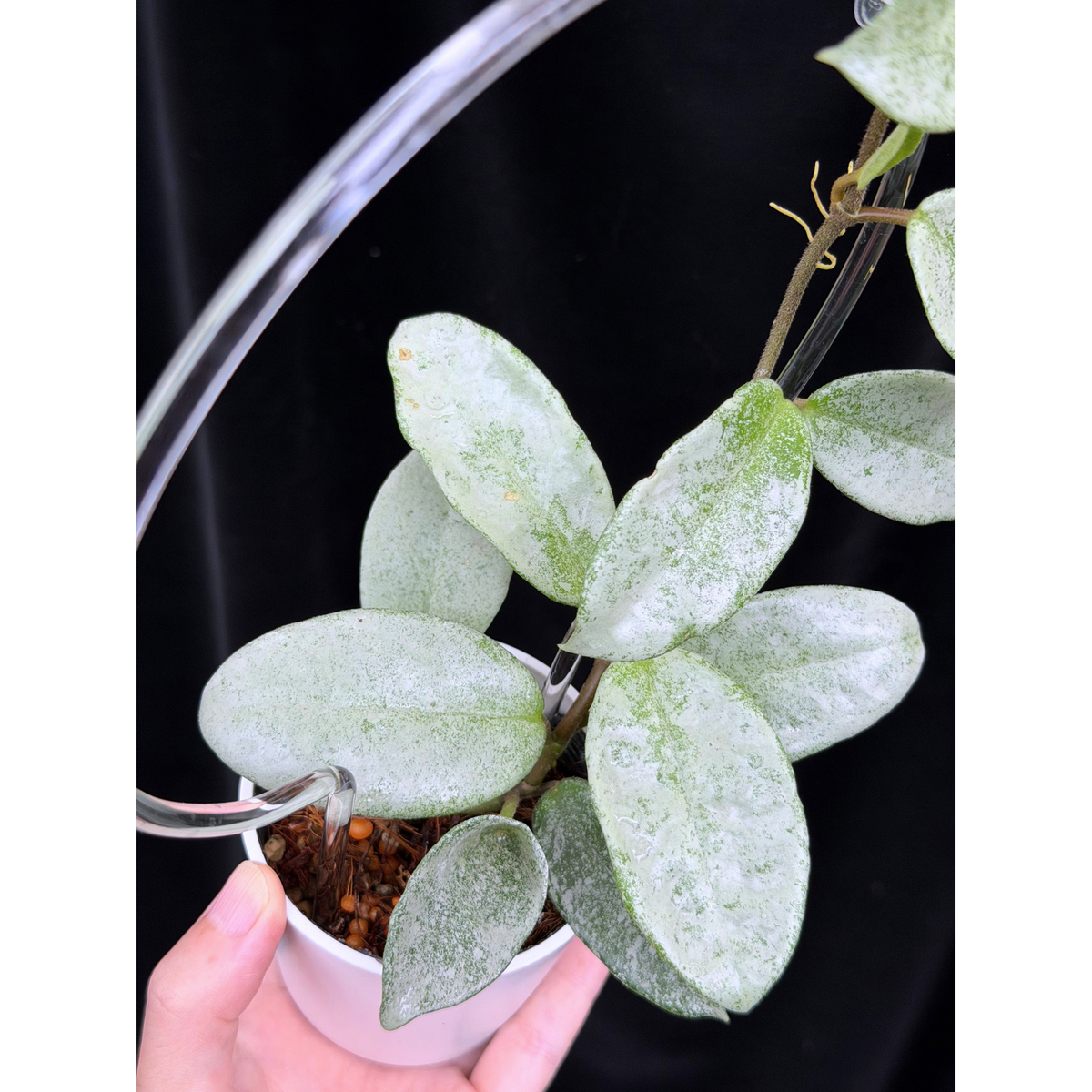 【一点もの】Hoya Carnosa Nova Ghost ホヤ カルノーサ ノバ ゴースト クリア支柱Mサイズ仕立て