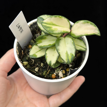 【一点もの】ホヤ マチルダ 内斑入り Hoya mathilde inner variegated 希少 レア 7