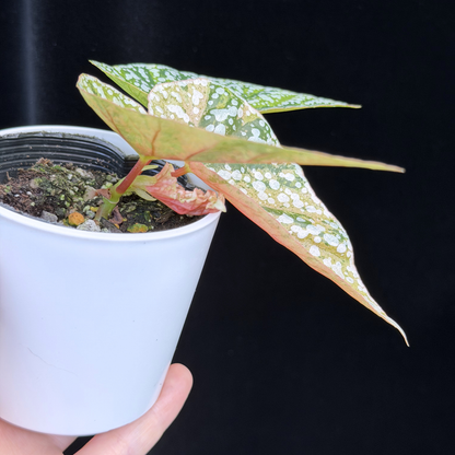 【一点もの】ベゴニア スノーキャップド ピンク斑入り Begonia Snow Capped variegata 23