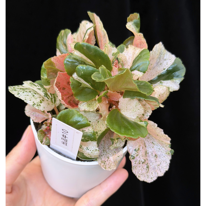 【一点もの】ベゴニア ククラータ ピンク斑入り begonia cucullata Pink variegated 希少 レア 10