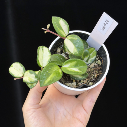 【一点もの】ホヤ マチルダ 内斑入り Hoya mathilde inner variegated 希少 レア 24