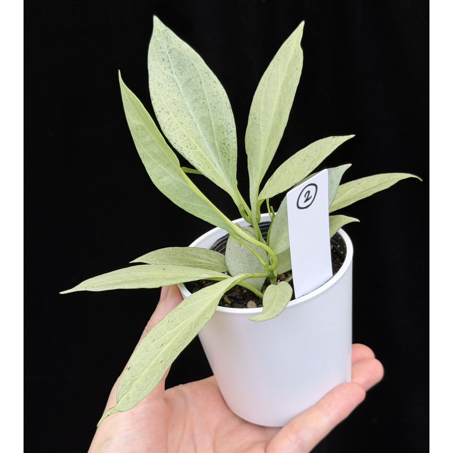 【一点もの】ホヤ・ニューギニアゴースト Hoya carnosa 'New Guinea Ghost' 【1〜2から株を選ぶ】