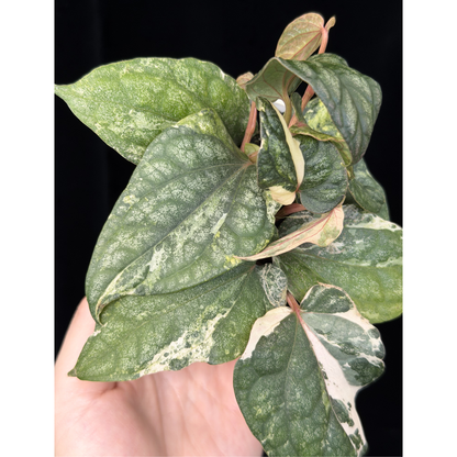 【一点もの】Piper sylvaticum variegated  ピペル シルバティクム斑入り