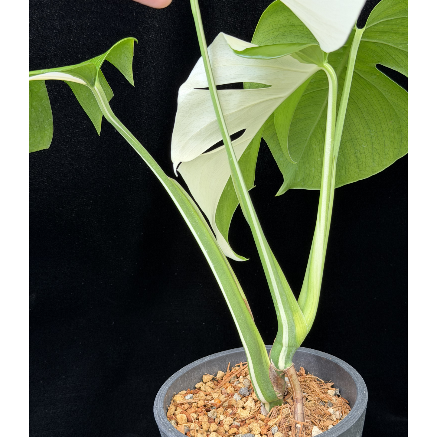 【一点もの】モンステラ ボルシギアナ ホワイトタイガー 斑入り ハーフムーン 4号 プラスチック鉢 BLACK PLASTIC POT 受け皿付き