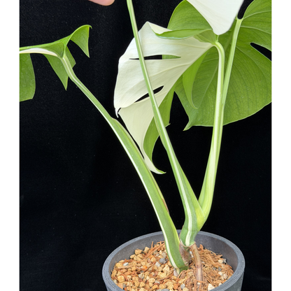 【一点もの】モンステラ ボルシギアナ ホワイトタイガー 斑入り ハーフムーン 4号 プラスチック鉢 BLACK PLASTIC POT 受け皿付き