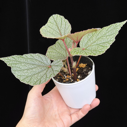 【一点もの】ベゴニア シンバッド Begonia Sinbad