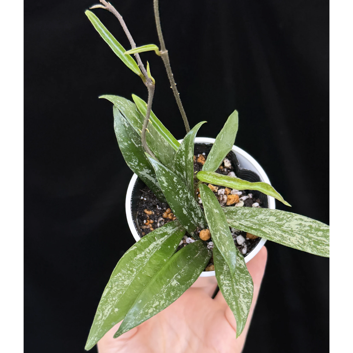 【一点もの】ホヤ ミニベル スプラッシュ Hoya 'Minibelle' Splash