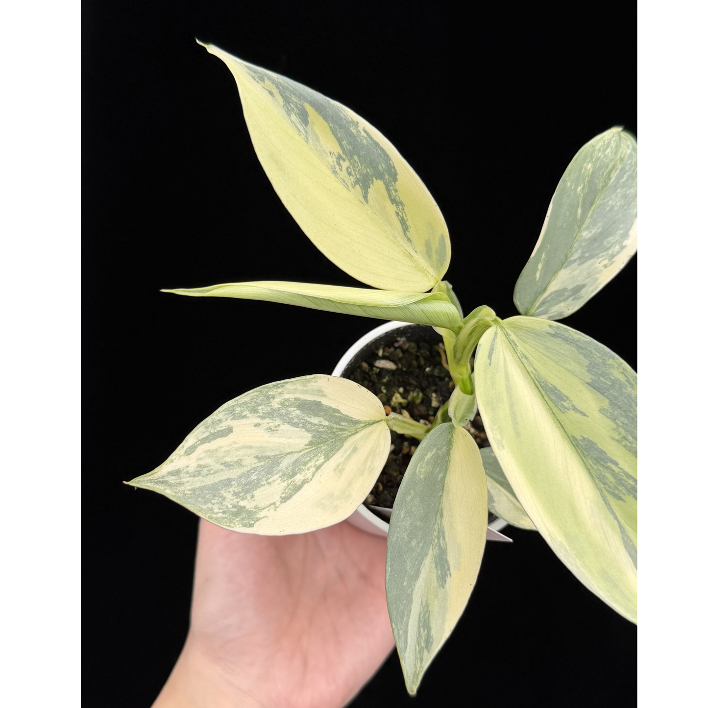 【一点もの】Philodendron Silver Sword Variegata フィロデンドロン シルバーソード シルバーメタル ハスタータム 斑入り レア 希少 5