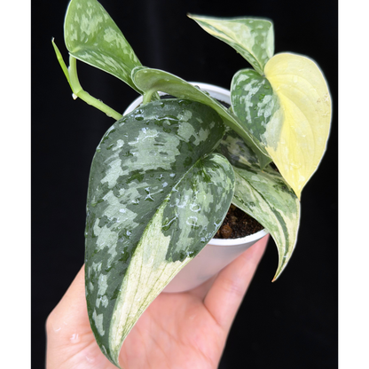 【一点もの】スキンダプサス ピクタス マヤリ Scindapsus Pictus variegata “ｍayari “