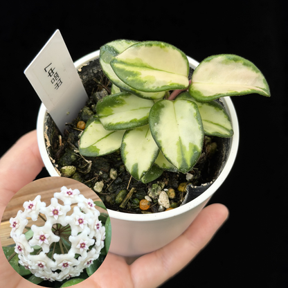 【一点もの】ホヤ マチルダ 内斑入り Hoya mathilde inner variegated 希少 レア 7