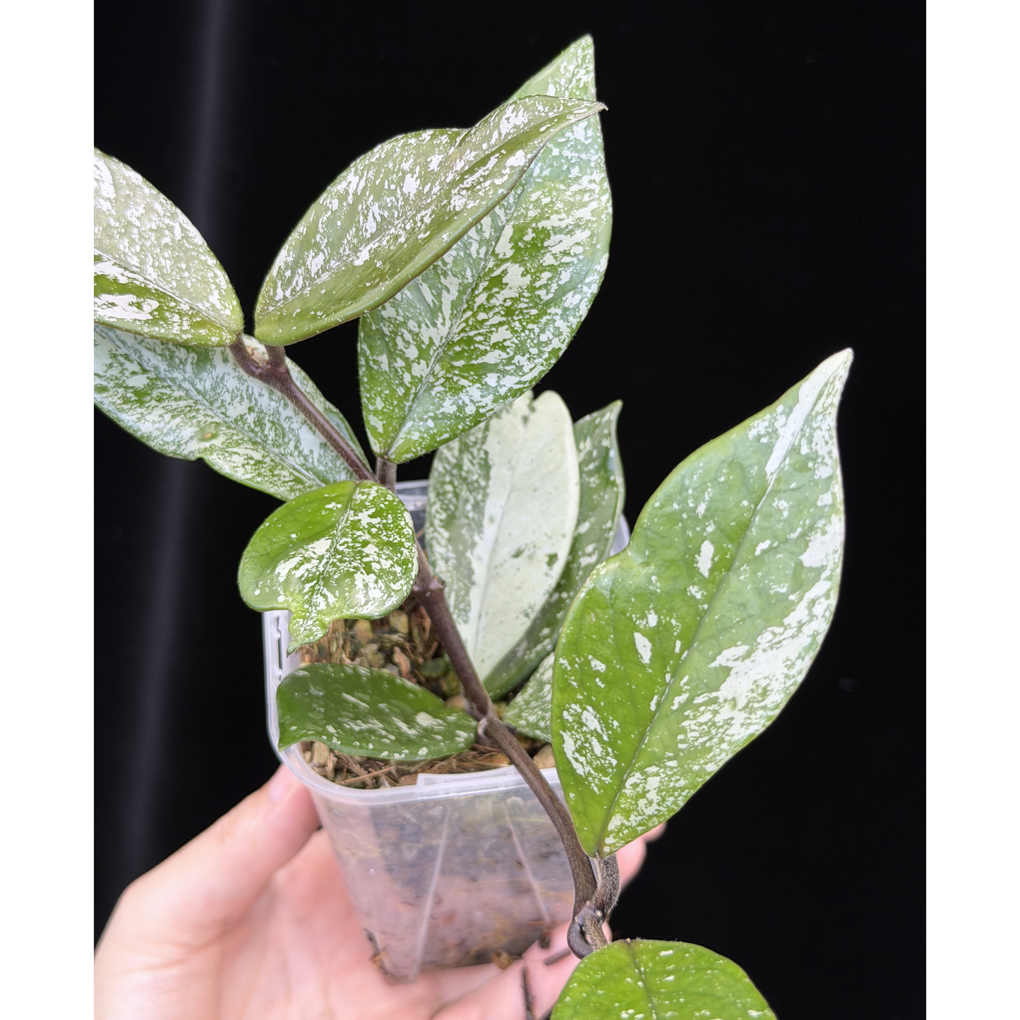 【一点もの】ホヤ ウィルバーグレイブス Hoya Wilbur Graves 3号 ねこチップ