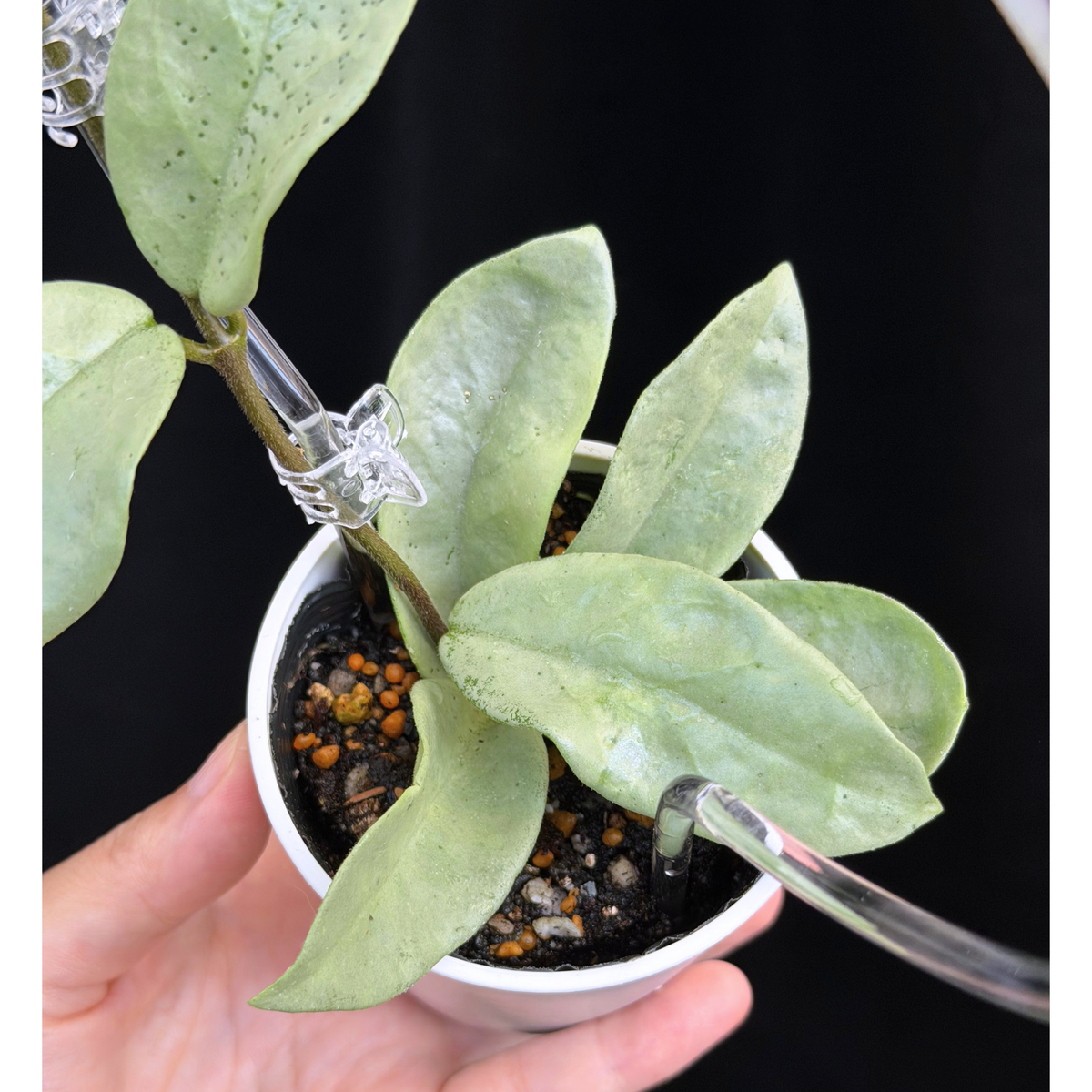 【一点もの】ホヤ・アルゲンティア・プリンセス ※白斑の消えたフルシルバー Hoya carnosa 'Argentea Princess'  希少 レア