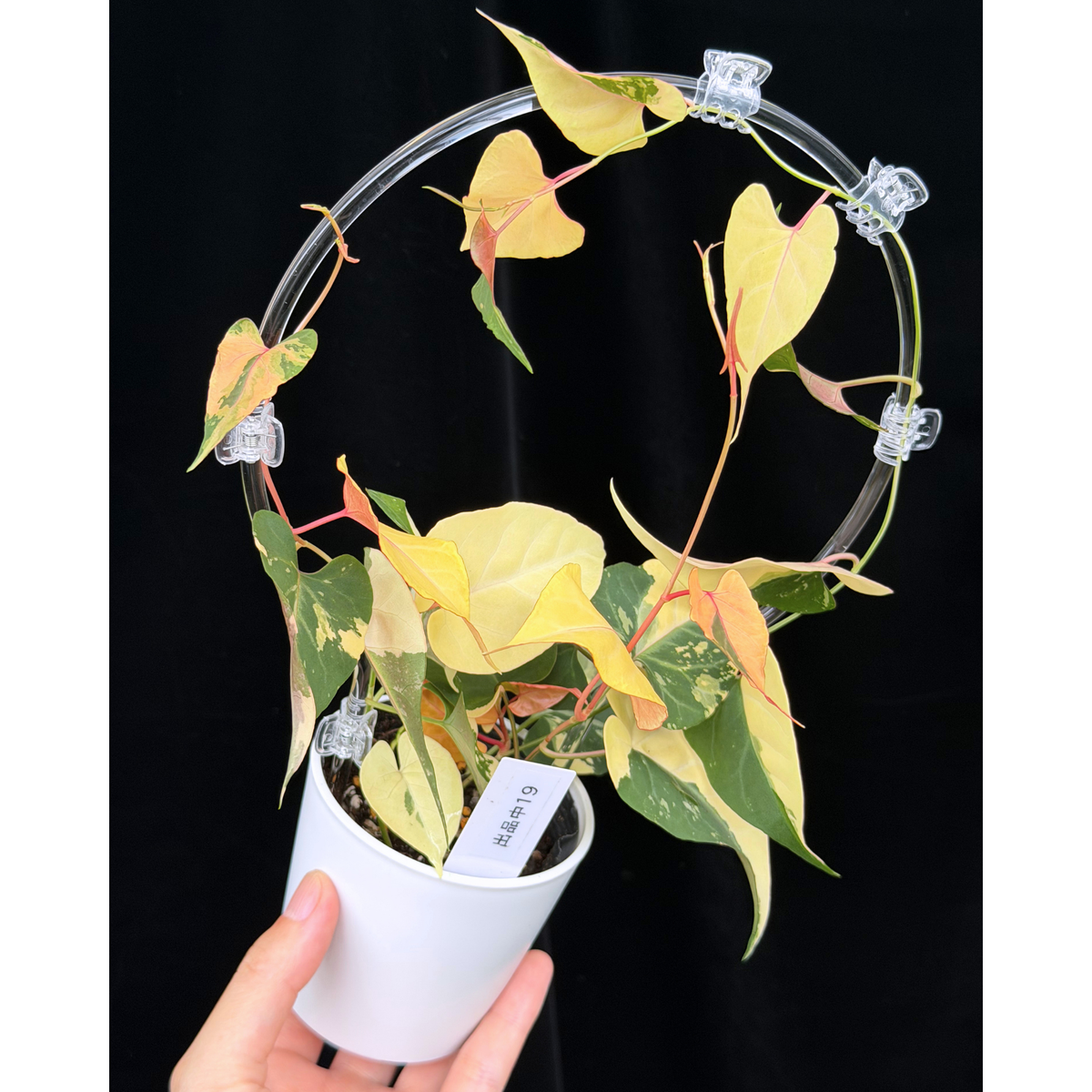 【一点もの販売】ファロピア マルチフローラ 斑入り クリア支柱Mサイズ仕立て Fallopia multiflora 'Variegata'　19