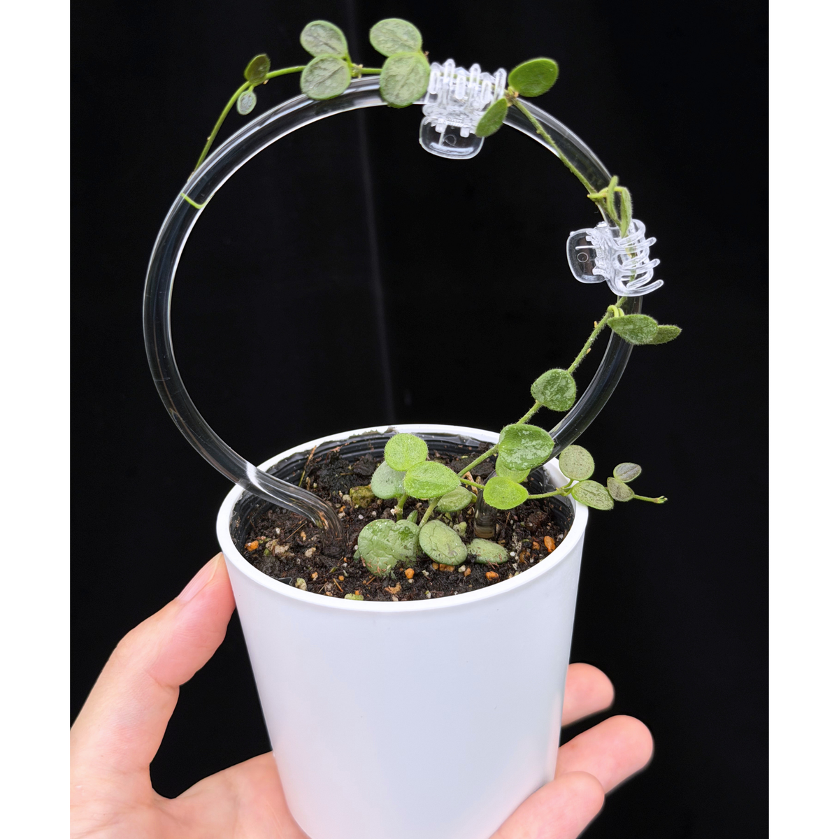 【一点もの】ホヤ セルペンス シルバー Hoya Serpens silver クリア支柱Sサイズ仕立て 希少 レア