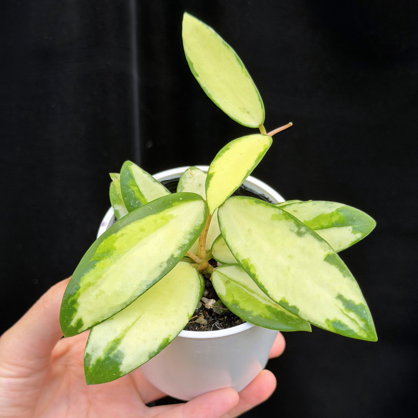 【一点もの】hoya acuta variegata ホヤ アクター 斑入り